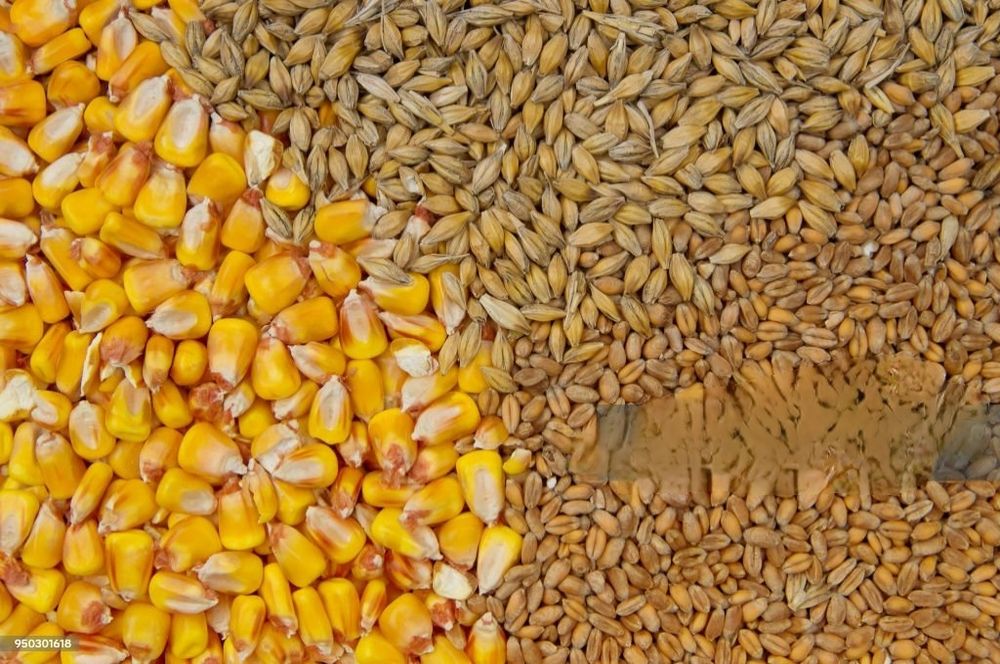 Sprzedam. Pszenica, jęczmień, kukurydza