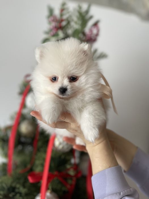 Померанські шпіци  ваш найкращий подарунок літа