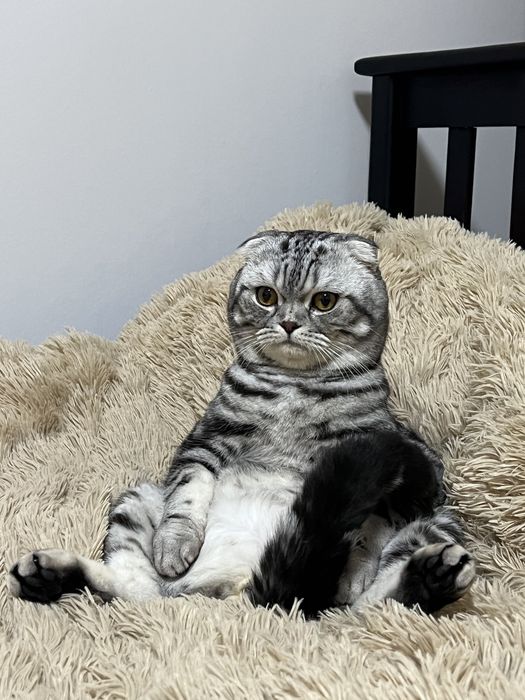 Шотландський  висловухий кіт вʼязка