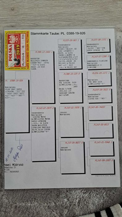 Gołębie pocztowe z rozpłodu