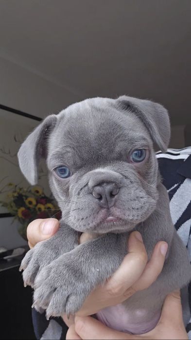 Bulldog francês Lilac exelente