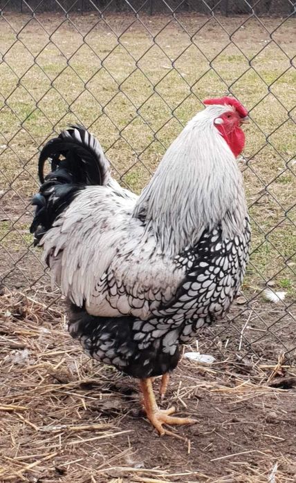 Kogut, koguty  leghorn włoszka wyayendotta brahma