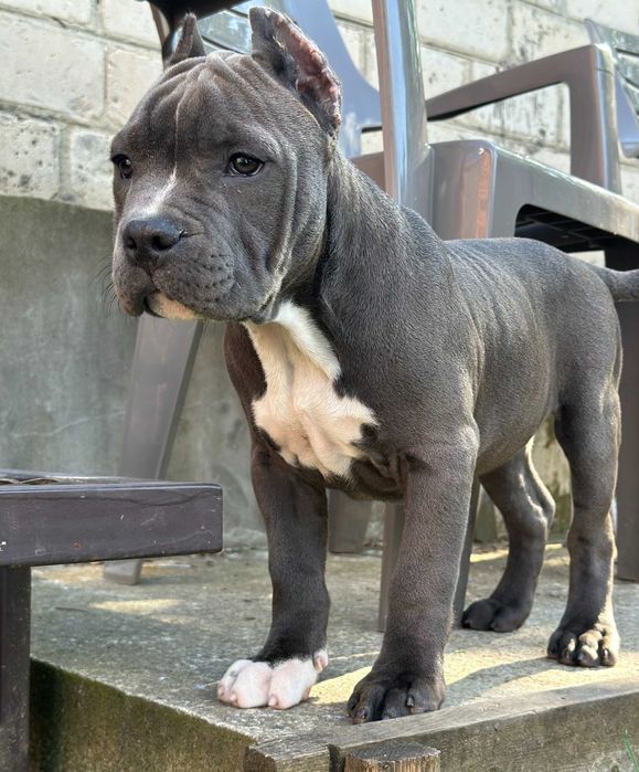 Кобель американского стаффордширского терьера АМСТАФФ АСТ щенок