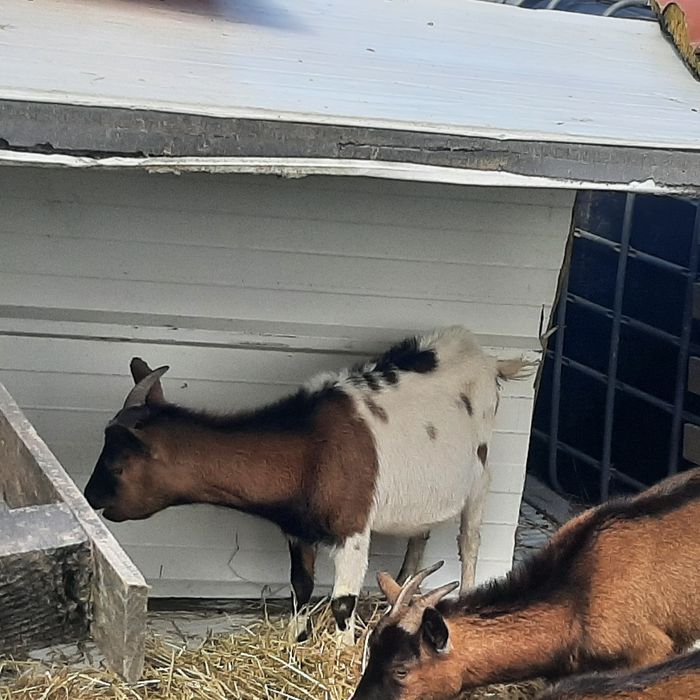 Vendo cabritas femeas