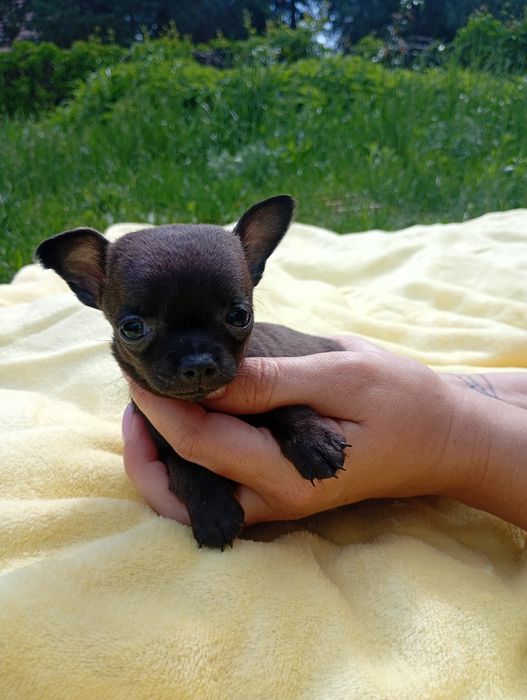 Cudowna suczka chihuahua