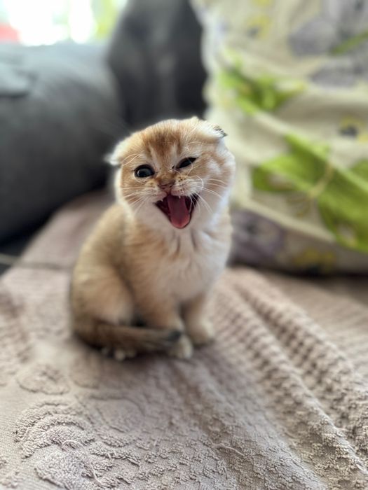 Кошенята золотої шиншили