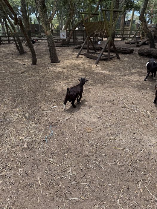 Cabrito macho preto