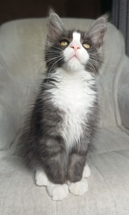 Maine Coon kocurek ns09