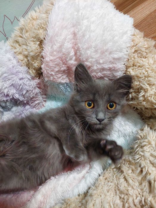 Кошеня дівчинка. Котенок девочка. Спсеныш ищет семью