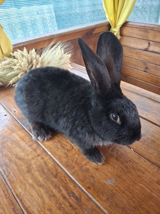 Кролі Німецький Строкач