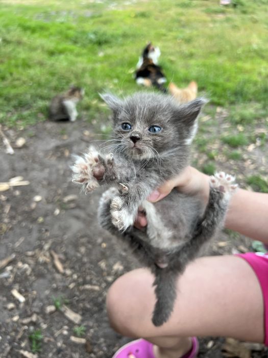 Віддамо кошенят в добрі руки