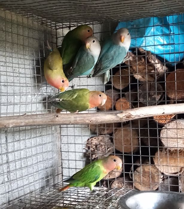 Agapornis roseicollis