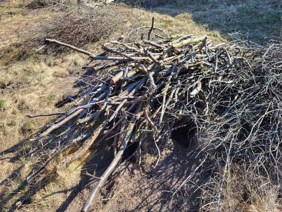 ODDAM gałęzie - mirabelka