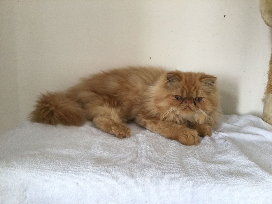 Gatina persa puro muito Linda