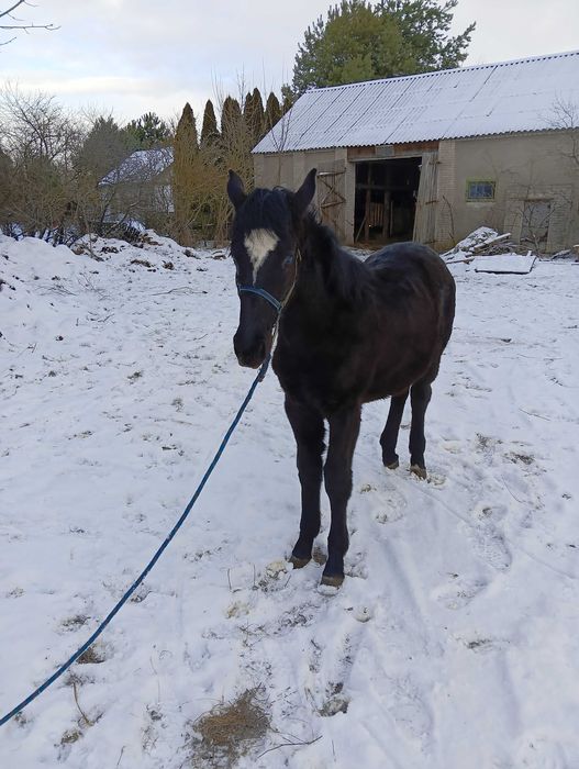 Klacz Śląska sprzedam