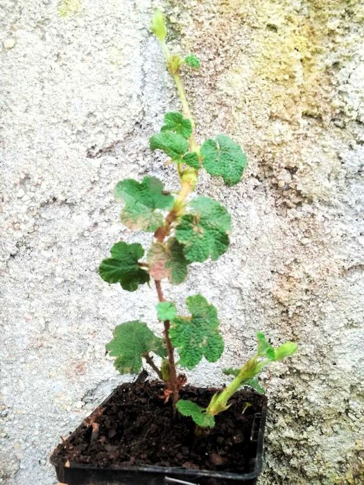 Framboesa Laranja Rasteira (Rubus Rolfei)