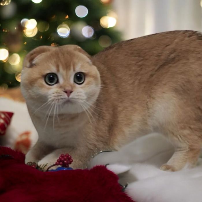 Гарнесенький хлопчик 7 міс. Scottish fold. В розведення.