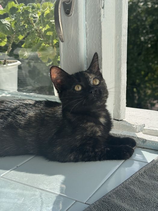 Муркотунка в пошуках сімʼї
