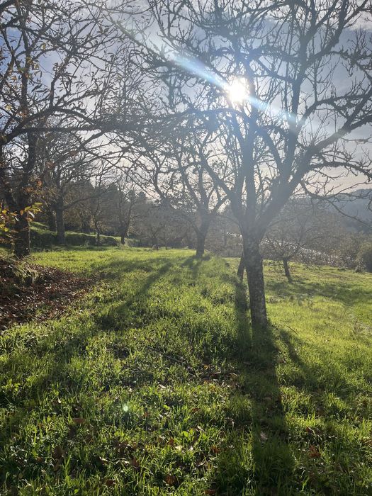 Terreno com Souto e cultivo junto á IP2 Trancoso, com acesso a agua