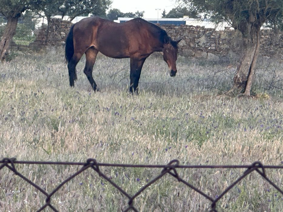 Egua Montada e Engatada
