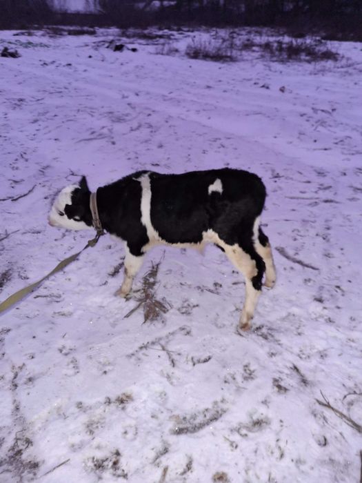 Продам бичка 06.12.25