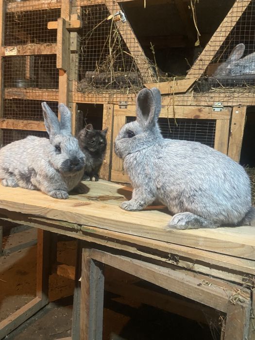 Велике Світле Срібло