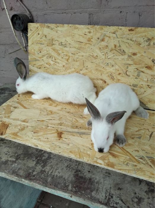 Кролики живі та тушки