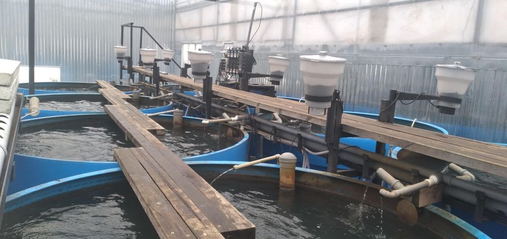 Форель від 1 грама і до 4 кілограмів