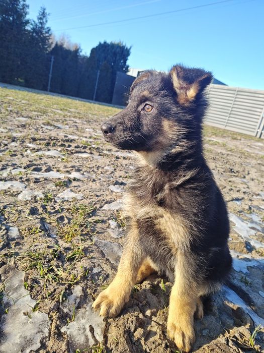 Suczka owczarek niemiecki