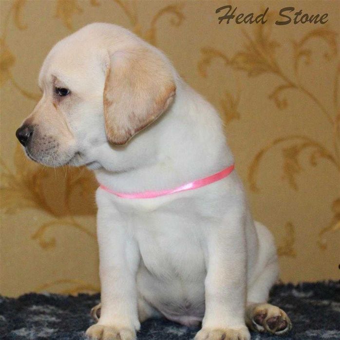 Щенки питомника Лабрадор ретривер