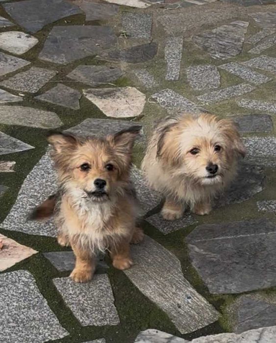 Dá-se dois Caozinhos (macho e femea) com cerca 10 meses, porte pequeno