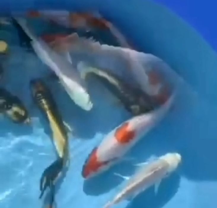 Короп коі ціна, ставкова риба, коі опт, великі коі,мікс коі,зоомагазин