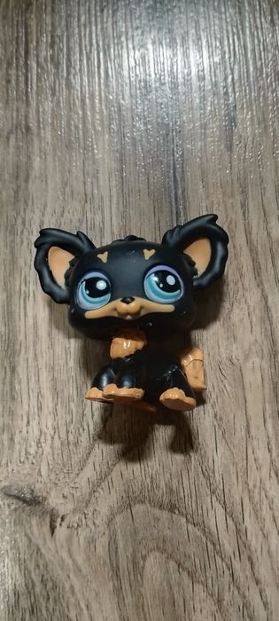 Littlest pet shop chihuahua UNIKAT