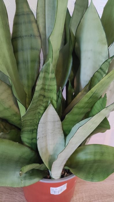 Сансевієрія Муншайн