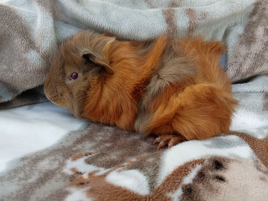 Морська свинка хлопчик 1 місяць,ручний