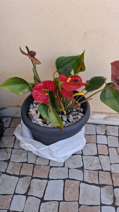 Planta com flor lindíssima natural