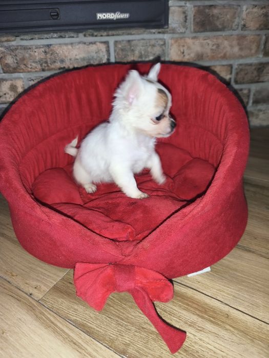 Chihuahua xxs bardzo malutki