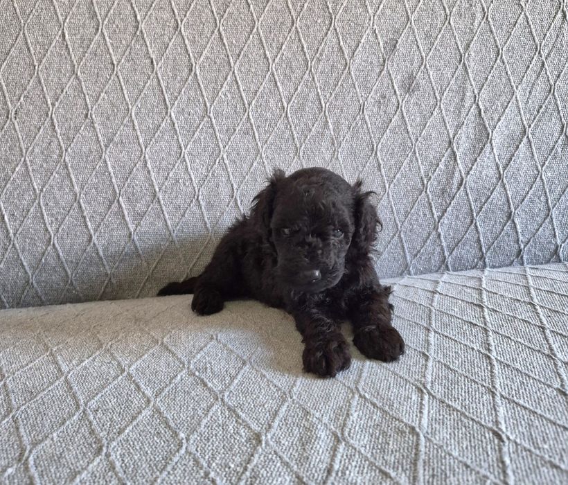 Caniche toy macho