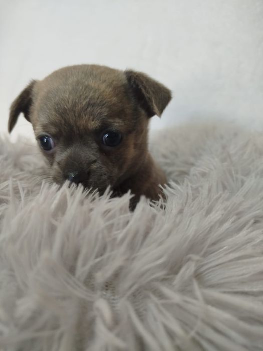 Chihuahua macho