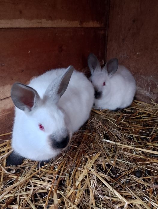 Sprzedam królika kc samica z młodymi