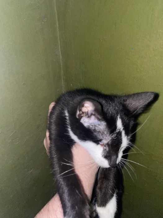 Отдам котенка в добрые руки
