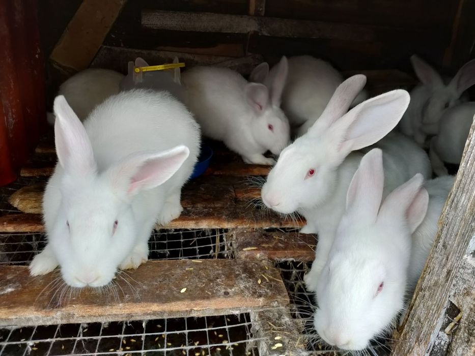 Кролики 1-3 месяца.
