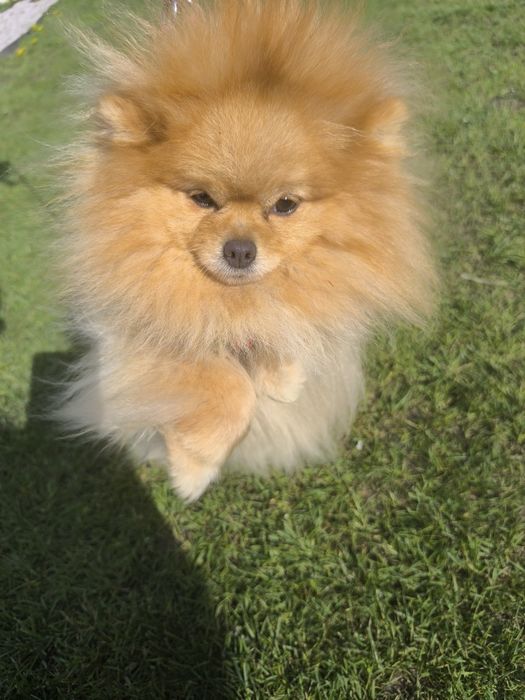 Szpic miniaturowy pomeranian suczka