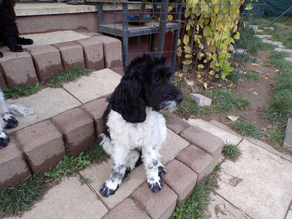 Cockapoo F1 ,Gloria idealna do bloku( nie szczeka), unikalna  sunia biało/ czarna, bardzo spokojna , zrównoważona, tata zh FCI, testy