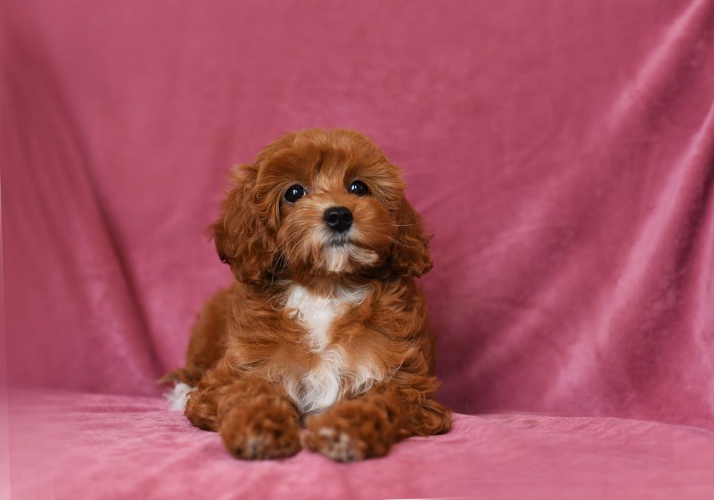 Cavapoo  dziewczynka