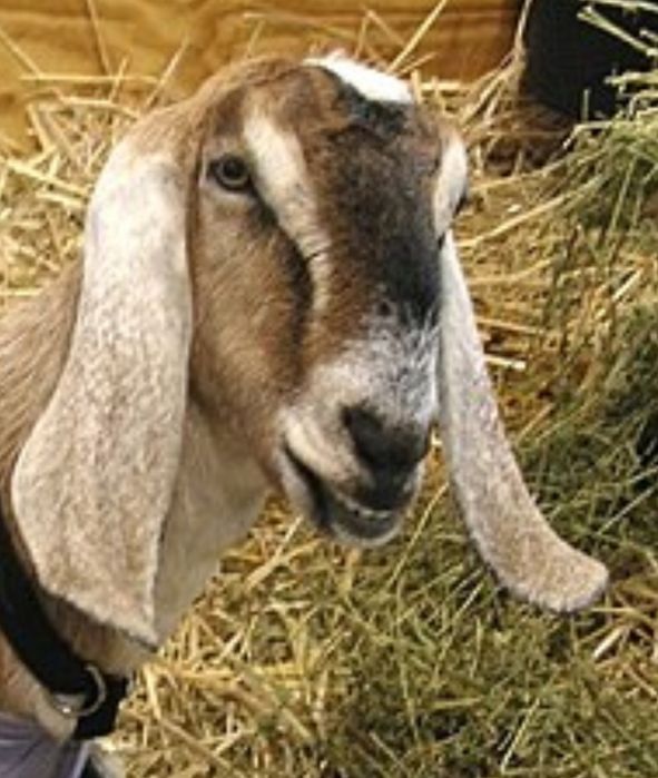 СЕНО С ДОСТАВКОЙ от 1шт в тюках мешках полевое, сіно в тюках. Объёмы.