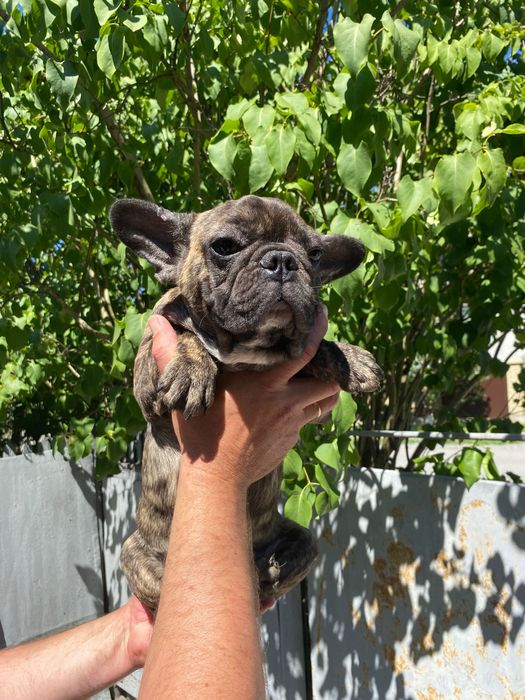 Французький бульдог