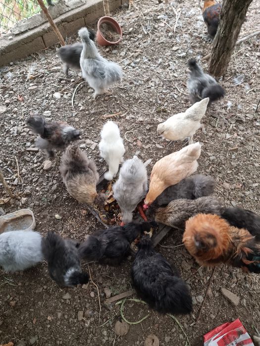 Ovos férteis galinhas Sedosas do Japão