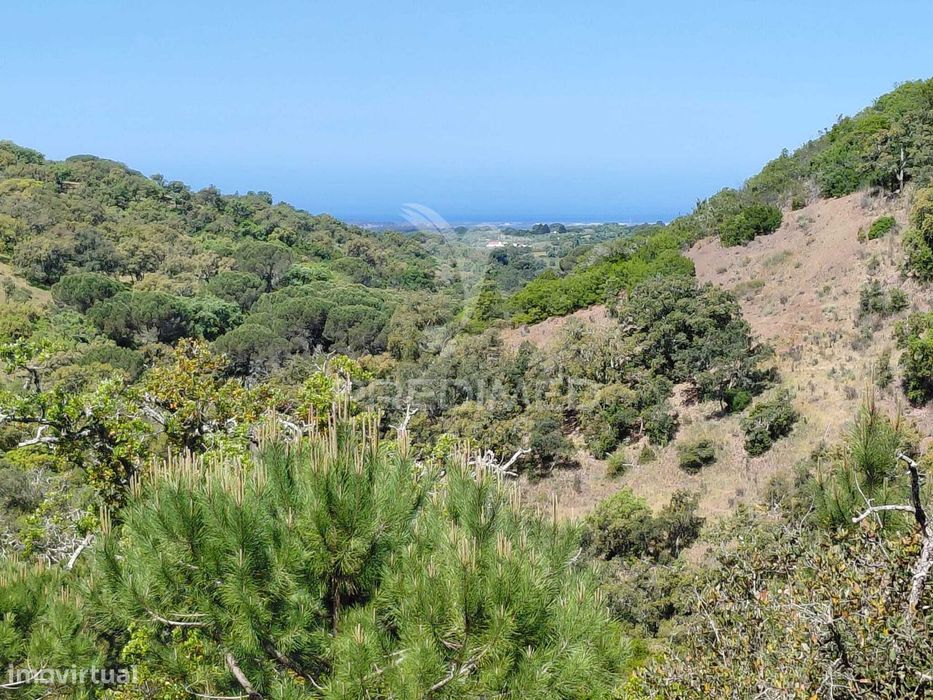 Monte com 2,6 hectares, S.Francisco da Serra.