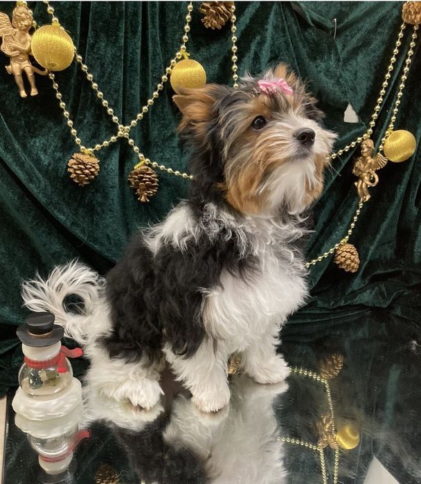 Пухнасті янголятка дівчатка, є з різними очима